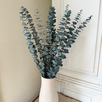 Preserved Eucalyptus / Gum