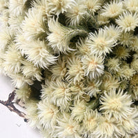 天然干燥的菲莉卡花 - 天然绿米色
