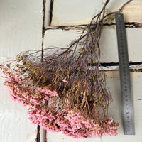 Naturally Dried Brownii / Verticordia