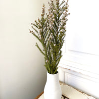 Naturally Dried / Preserved Tea Tree | Titree - natural green