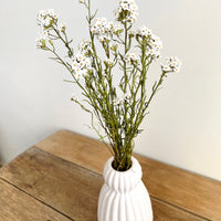Naturally Dried Ixodia Mini Daisy / Mountain Daisy - White