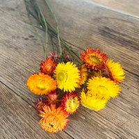 Naturally Dried Strawflower Daisy flower bunch - Helichrysum / Everlasting / Paper Daisy - stems / heads