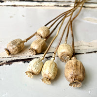 Naturally Dried Poppy Pods / Papaver - natural brown