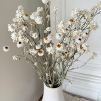 Naturally Dried Mini Everlasting Paper Daisy / Ammobium Daisy / Winged Everlasting - White