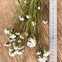 Naturally Dried Ixodia Mini Daisy / Mountain Daisy - White