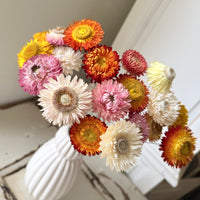 Dried Strawflower Daisy flower bunch - Helichrysum / Everlasting / Paper Daisy - stems / heads - Australian Native