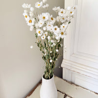 天然干燥的 Rhodanthe 永生雏菊花束