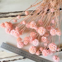 Preserved Scabiosa Pods