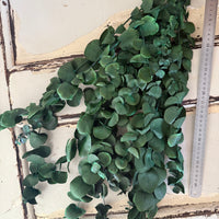 Preserved Eucalyptus / Gum