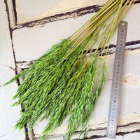 Naturally Dried / Coloured Oat / Avena