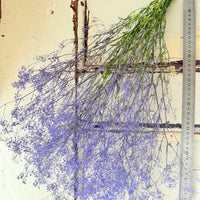Preserved Delicate Baby's Breath - Gypsophila