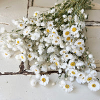 天然干燥的 Rhodanthe 永生雏菊花束