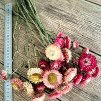 Naturally Dried Strawflower Daisy flower bunch - Helichrysum / Everlasting / Paper Daisy - stems / heads