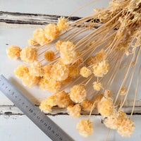 Preserved Scabiosa Pods
