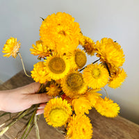 Naturally Dried Strawflower Daisy flower bunch - Helichrysum / Everlasting / Paper Daisy - stems / heads