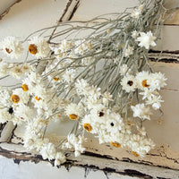 Naturally Dried Mini Everlasting Paper Daisy / Ammobium Daisy / Winged Everlasting - White