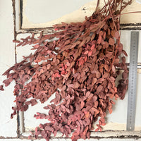 Preserved Eucalyptus / Gum