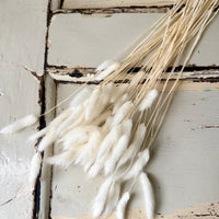 Dried Bunny Tail / Lagurus Ovatus