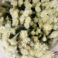 天然干燥的菲莉卡花 - 天然绿米色