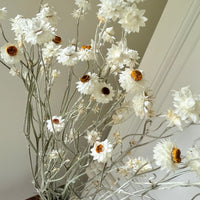 Naturally Dried Mini Everlasting Paper Daisy / Ammobium Daisy / Winged Everlasting - White