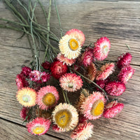 Naturally Dried Strawflower Daisy flower bunch - Helichrysum / Everlasting / Paper Daisy - stems / heads