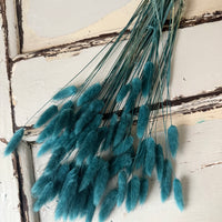 Dried Bunny Tail / Lagurus Ovatus