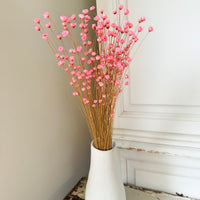 Dried Little Star / Baby Blue / Stardust / Baby Daisy / Star Daisy / Glixia