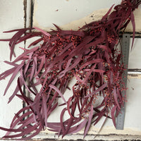 Preserved Eucalyptus / Gum