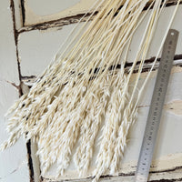 Naturally Dried / Coloured Oat / Avena