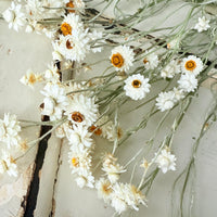 Naturally Dried Mini Everlasting Paper Daisy / Ammobium Daisy / Winged Everlasting - White
