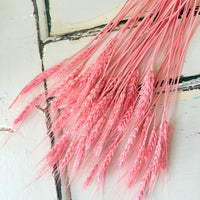 Dried Wheat