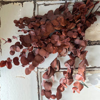 Preserved Eucalyptus / Gum