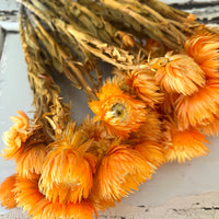 Preserved Heath Aster | Rock Flower