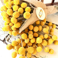 Everlasting Naturally Dried Billy Button Bouquet