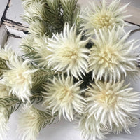 天然干燥的菲莉卡花 - 天然绿米色