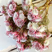 Naturally Dried Blushing Bride - natural pink