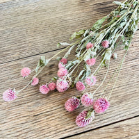 Naturally Dried  Strawberry Fields / Gomphrena Globasa