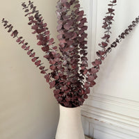 Preserved Eucalyptus / Gum
