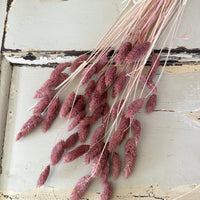 Dried Phalaris