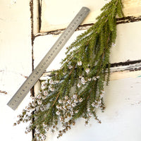 天然干燥茶树/茶树 - 绿白色
