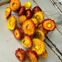 Dried Strawflower Daisy flower bunch - Helichrysum / Everlasting / Paper Daisy - stems / heads - Australian Native