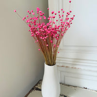 Dried Little Star / Baby Blue / Stardust / Baby Daisy / Star Daisy / Glixia