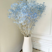 Preserved Broom Bloom / Genista