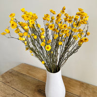 Naturally Dried Mini Paper Daisy / Sticky Everlasting Mini Daisy /Xerochrysum Viscosum- Yellow