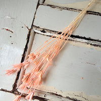 Naturally Dried / Coloured Nigella Flower