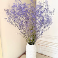 Preserved Delicate Baby's Breath - Gypsophila