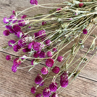 Naturally Dried  Strawberry Fields / Gomphrena Globasa