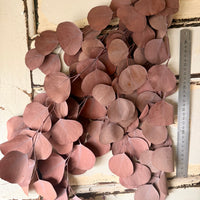 Preserved Eucalyptus / Gum