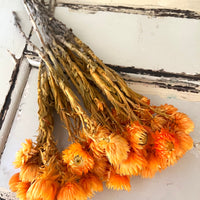 Preserved Heath Aster | Rock Flower