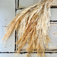 Preserved Melaleuca